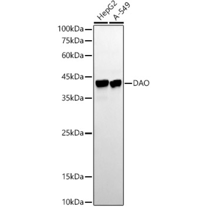 DAO Rabbit Monoclonal Antibody