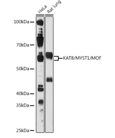 KAT8/MYST1/MOF Rabbit Polyclonal Antibody