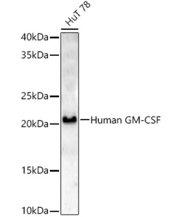 Human GM-CSF Rabbit Polyclonal Antibody