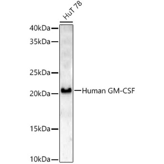 Human GM-CSF Rabbit Polyclonal Antibody