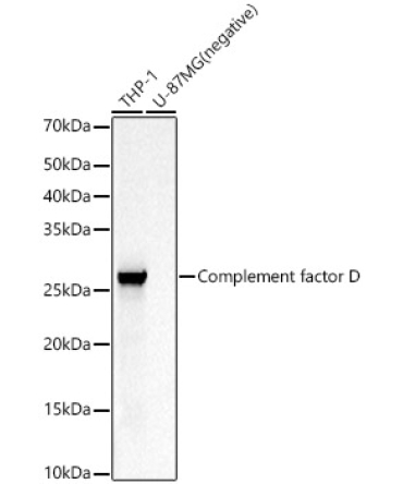 Complement factor D Rabbit Polyclonal Antibody