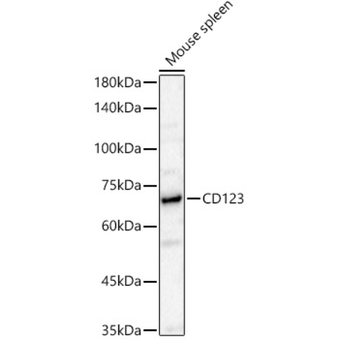 CD123 Rabbit Polyclonal Antibody