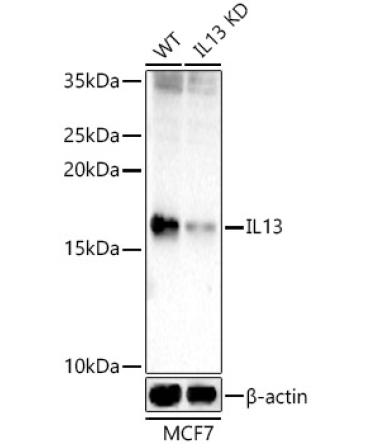 IL13 Rabbit Polyclonal Antibody [KD Validated]