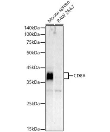 CD8A Rabbit Polyclonal Antibody