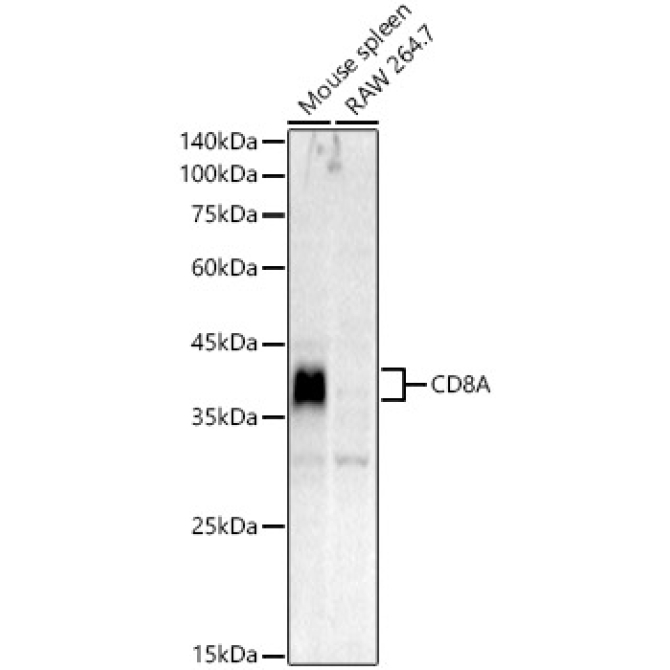 CD8A Rabbit Polyclonal Antibody