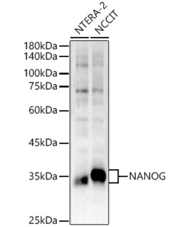 NANOG Rabbit Polyclonal Antibody