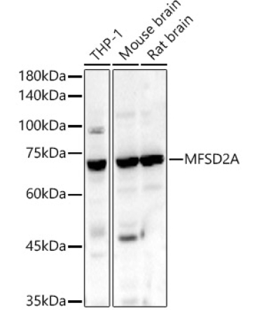 MFSD2A Rabbit Polyclonal Antibody