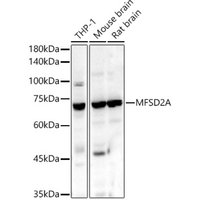 MFSD2A Rabbit Polyclonal Antibody
