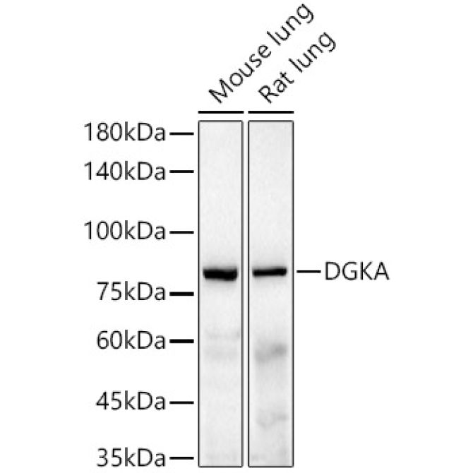 DGKA Rabbit Monoclonal Antibody