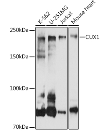 CUX1 Rabbit Polyclonal Antibody