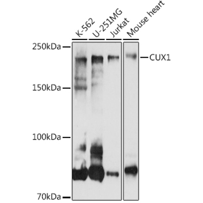 CUX1 Rabbit Polyclonal Antibody