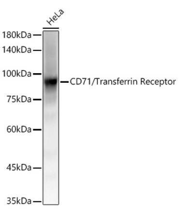 CD71/Transferrin Receptor Rabbit Monoclonal Antibody