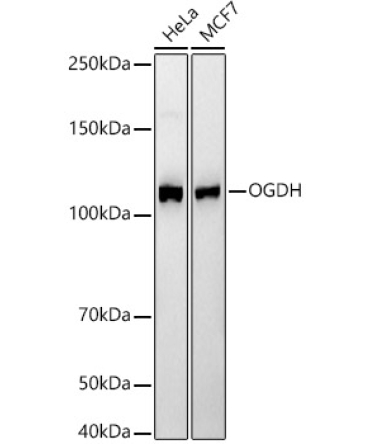 OGDH Rabbit Monoclonal Antibody