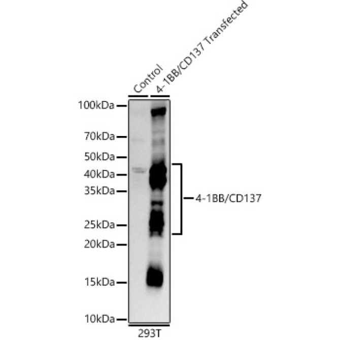 4-1BB/CD137 Rabbit Monoclonal Antibody