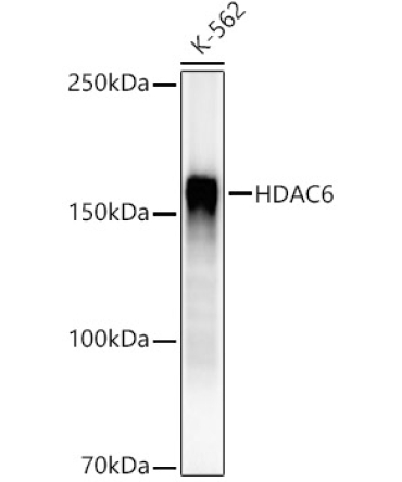 HDAC6 Rabbit Monoclonal Antibody