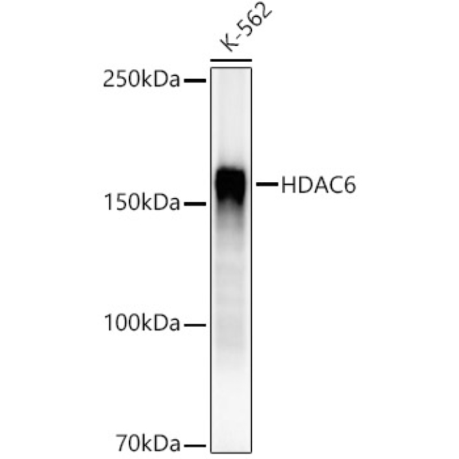 HDAC6 Rabbit Monoclonal Antibody
