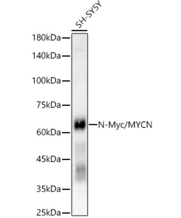 N-Myc/MYCN Rabbit Monoclonal Antibody
