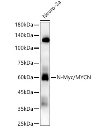 N-Myc/MYCN Rabbit Monoclonal Antibody