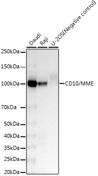 CD10/MME Rabbit Monoclonal Antibody