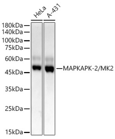 MAPKAPK-2/MK2 Rabbit Monoclonal Antibody