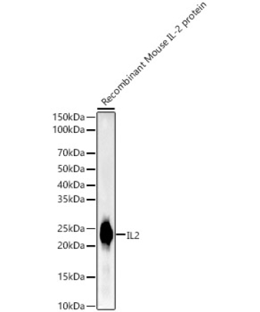 IL2 Rabbit Monoclonal Antibody