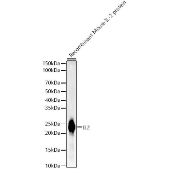 IL2 Rabbit Monoclonal Antibody