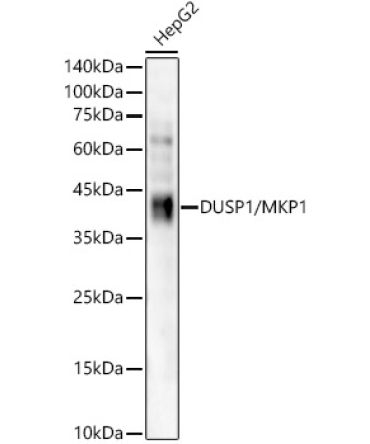 DUSP1/MKP1 Rabbit Monoclonal Antibody