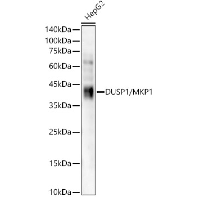 DUSP1/MKP1 Rabbit Monoclonal Antibody