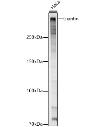 Giantin Rabbit Polyclonal Antibody