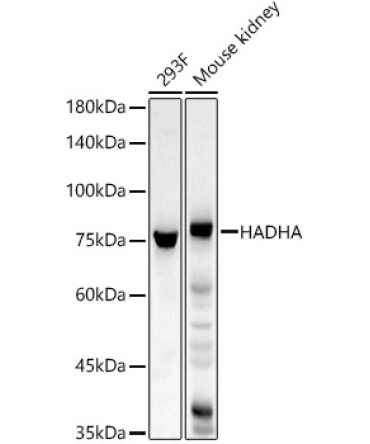 HADHA Rabbit Polyclonal Antibody