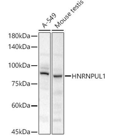 HNRNPUL1 Rabbit Polyclonal Antibody