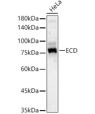ECD Rabbit Polyclonal Antibody