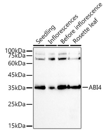 ABI4 Rabbit Polyclonal Antibody
