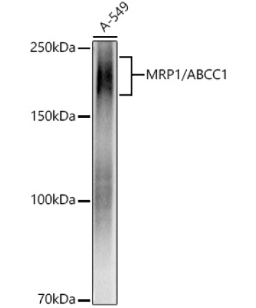 MRP1/ABCC1 Rabbit Monoclonal Antibody