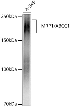 MRP1/ABCC1 Rabbit Monoclonal Antibody