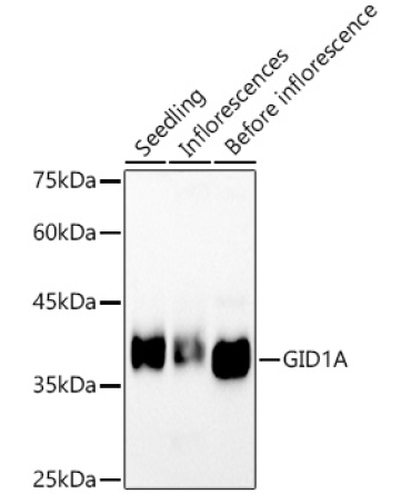 GID1A Rabbit Polyclonal Antibody