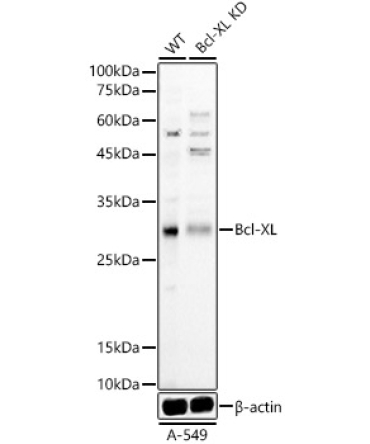 Bcl-XL Rabbit Polyclonal Antibody [KD Validated]