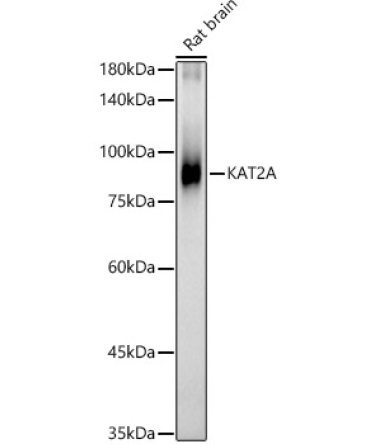 KAT2A Rabbit Polyclonal Antibody