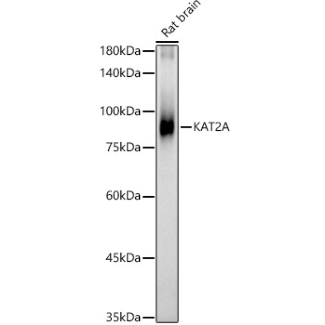 KAT2A Rabbit Polyclonal Antibody