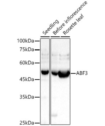 ABF3 Rabbit Polyclonal Antibody