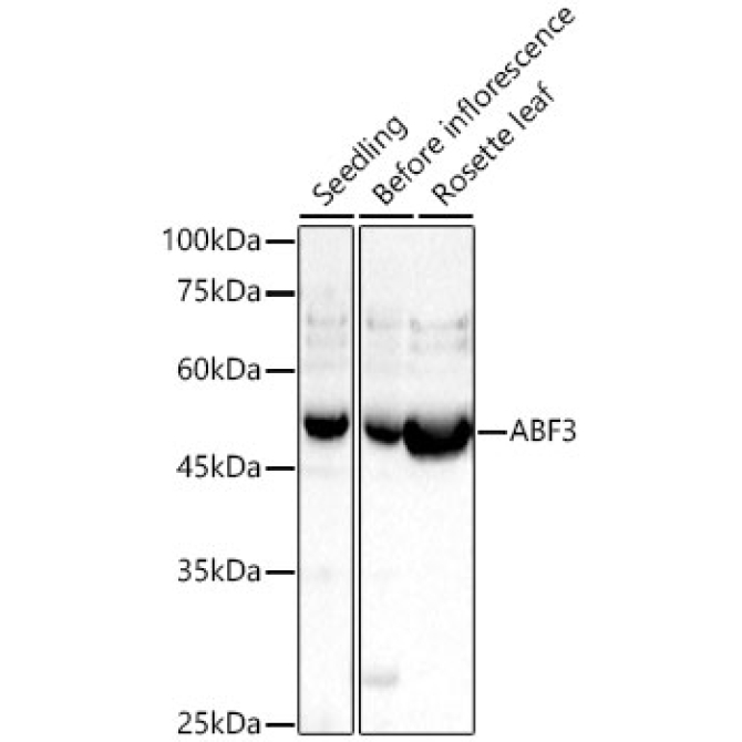 ABF3 Rabbit Polyclonal Antibody