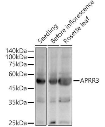 APRR3 Rabbit Polyclonal Antibody