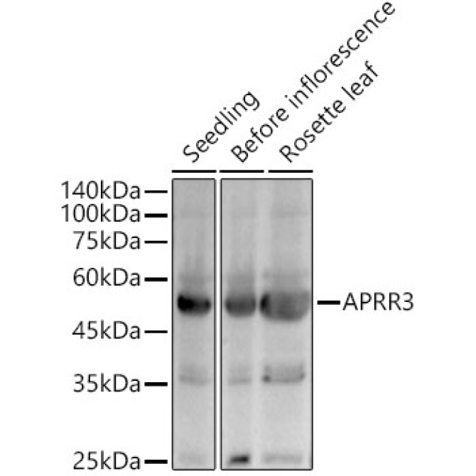 APRR3 Rabbit Polyclonal Antibody