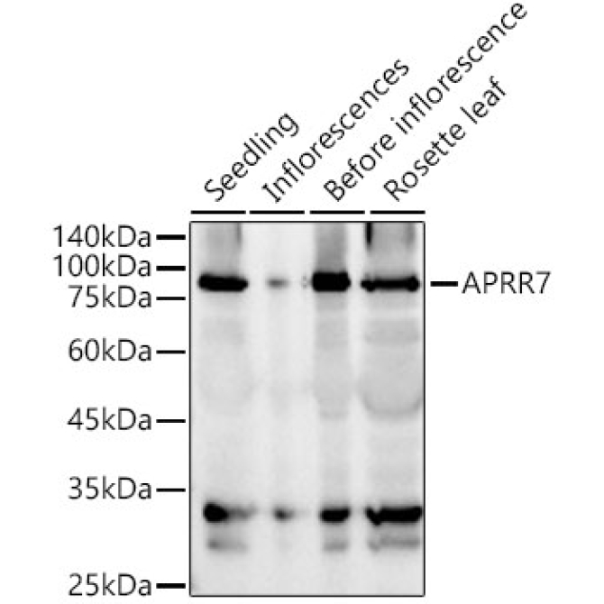APRR7 Rabbit Polyclonal Antibody