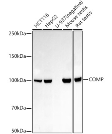 COMP Rabbit Monoclonal Antibody