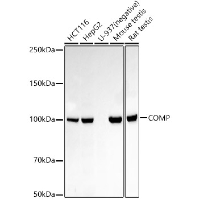 COMP Rabbit Monoclonal Antibody