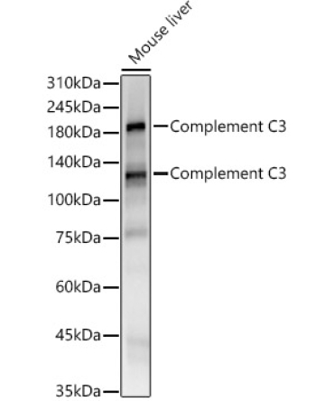 Complement C3 Rabbit Monoclonal Antibody