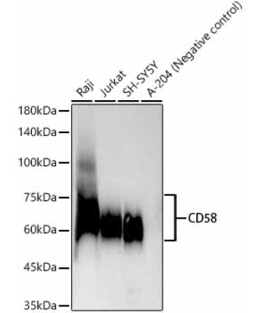 CD58 Rabbit Monoclonal Antibody