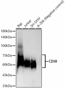 CD58 Rabbit Monoclonal Antibody
