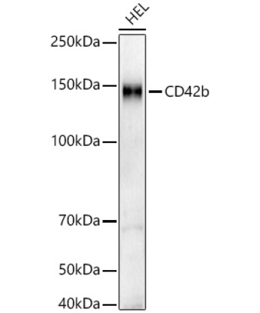 CD42b Rabbit Monoclonal Antibody